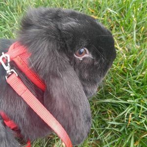 Meet your Posher, Nicolette